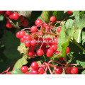 Supply pure cranberry extract anthocyanin 25% UV